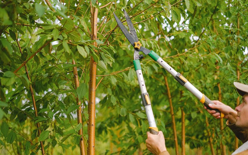 Tree trimming in Ravensdale, WA